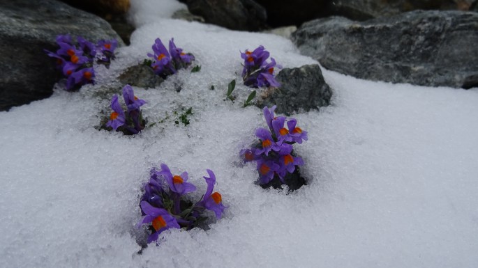 28608923232_fc183fd78b_o